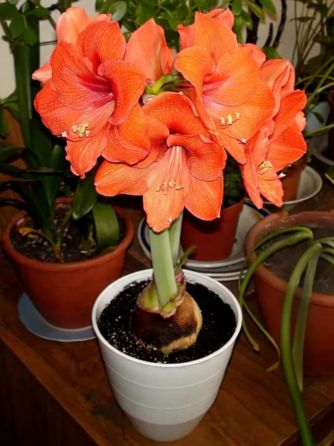 Амариліс Orange Souvereign