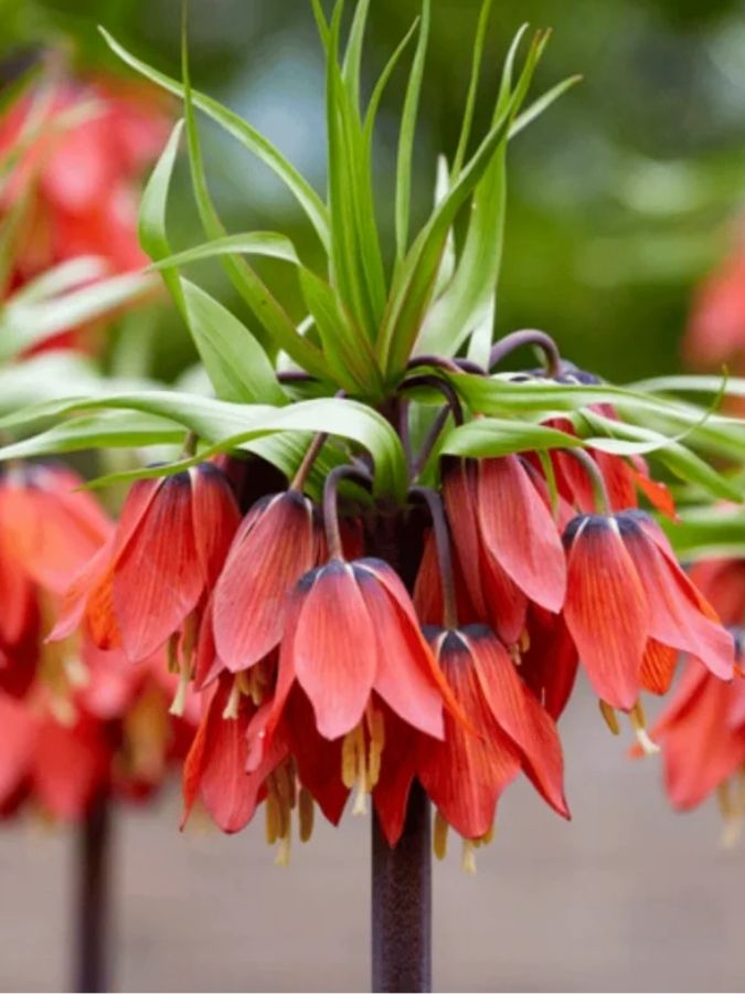 Фрітіларія Imperialis Rubra