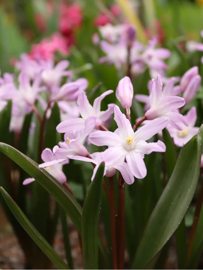 Хіонодокса Pink Giant
