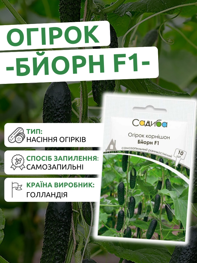 Бйорн