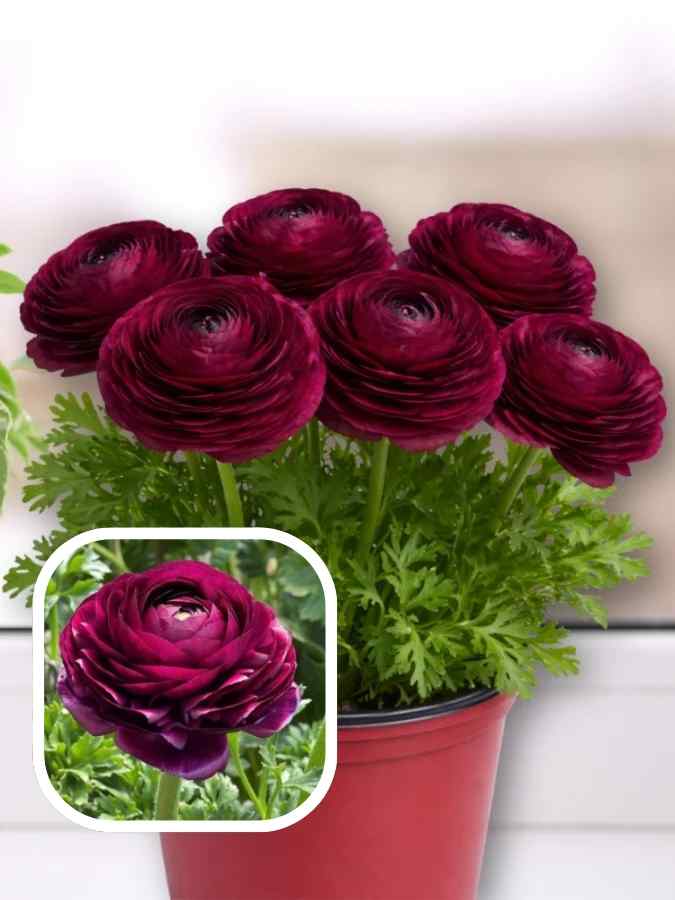 Лютики purple