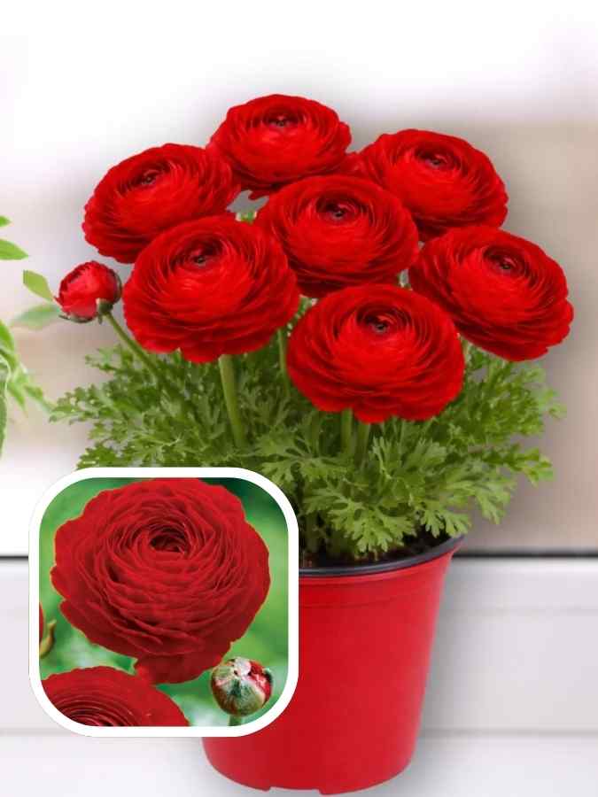Лютики red
