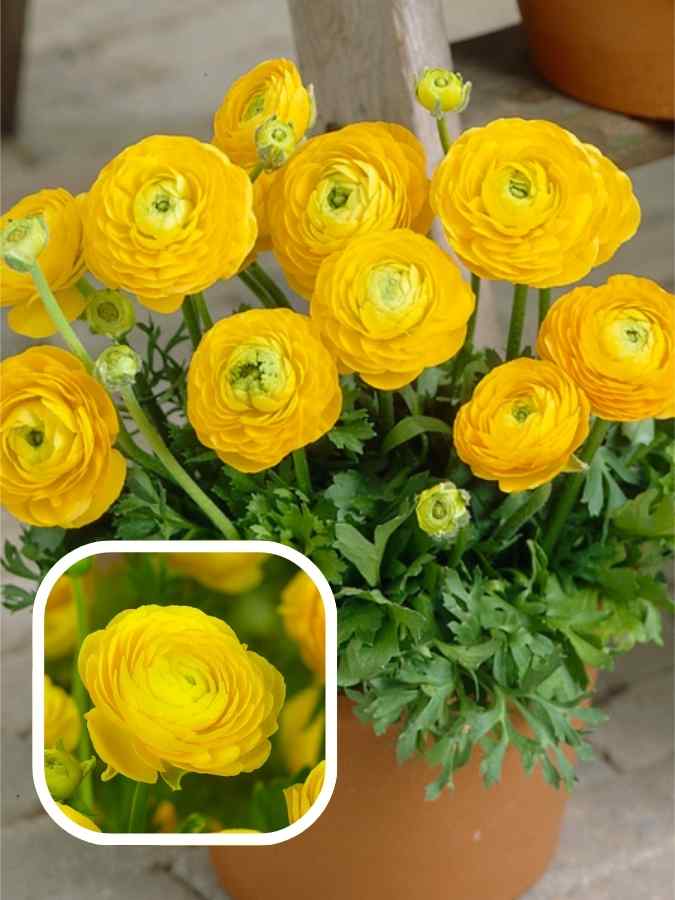 Лютики yellow